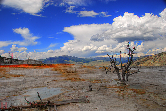 Dead trees at Yellowstone