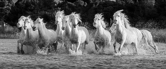 Running ladies of Camargue