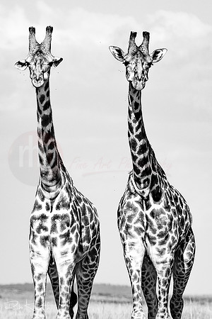 Sisters (Soeurs jumelles)