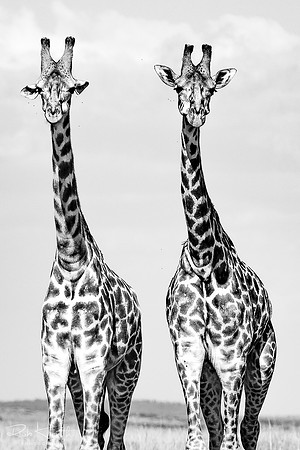 Sisters (Soeurs jumelles)
